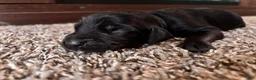 Mixed Breed dogs for sale: Bubbles - Ad 3