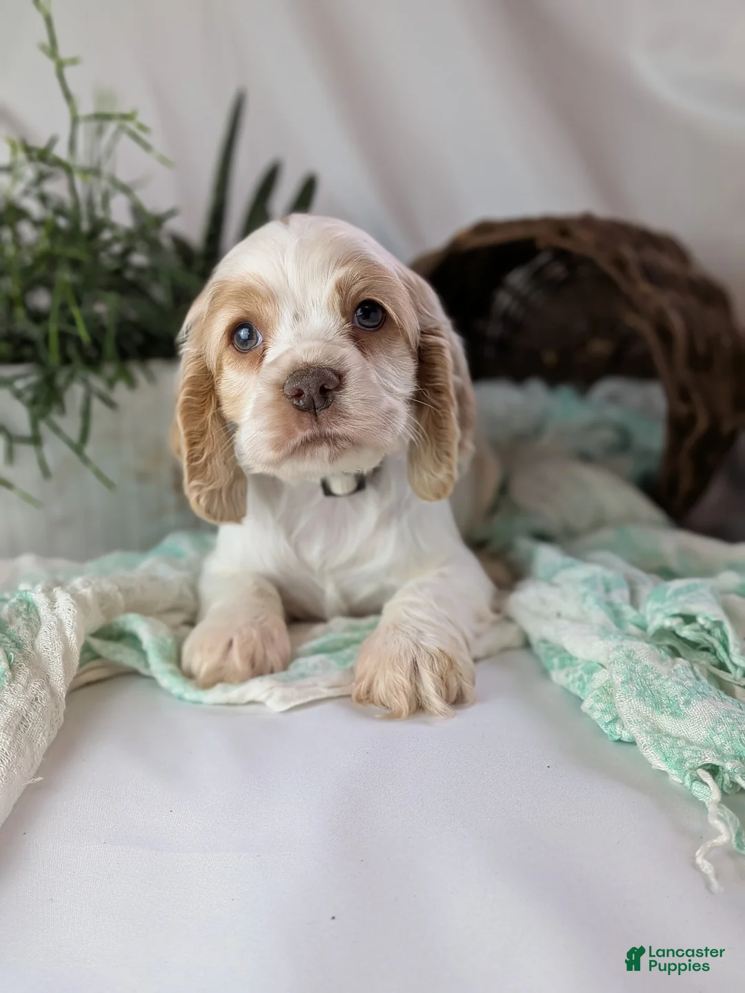 Cocker Spaniel dogs for sale: Zane - Ad 4