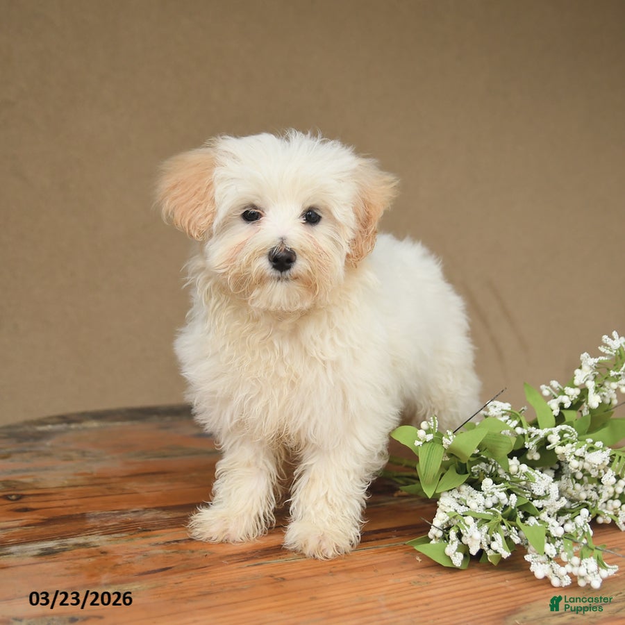 Maltipoo dogs Leo  - Ad 1