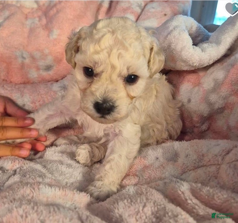 Toy Poodle dogs Toy Poodle Puppy 1 - Ad 8