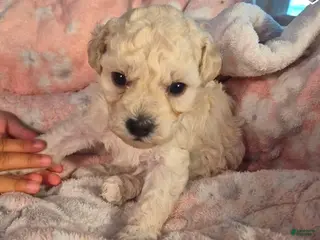 Toy Poodle dogs Toy Poodle Puppy 1 - Ad 8