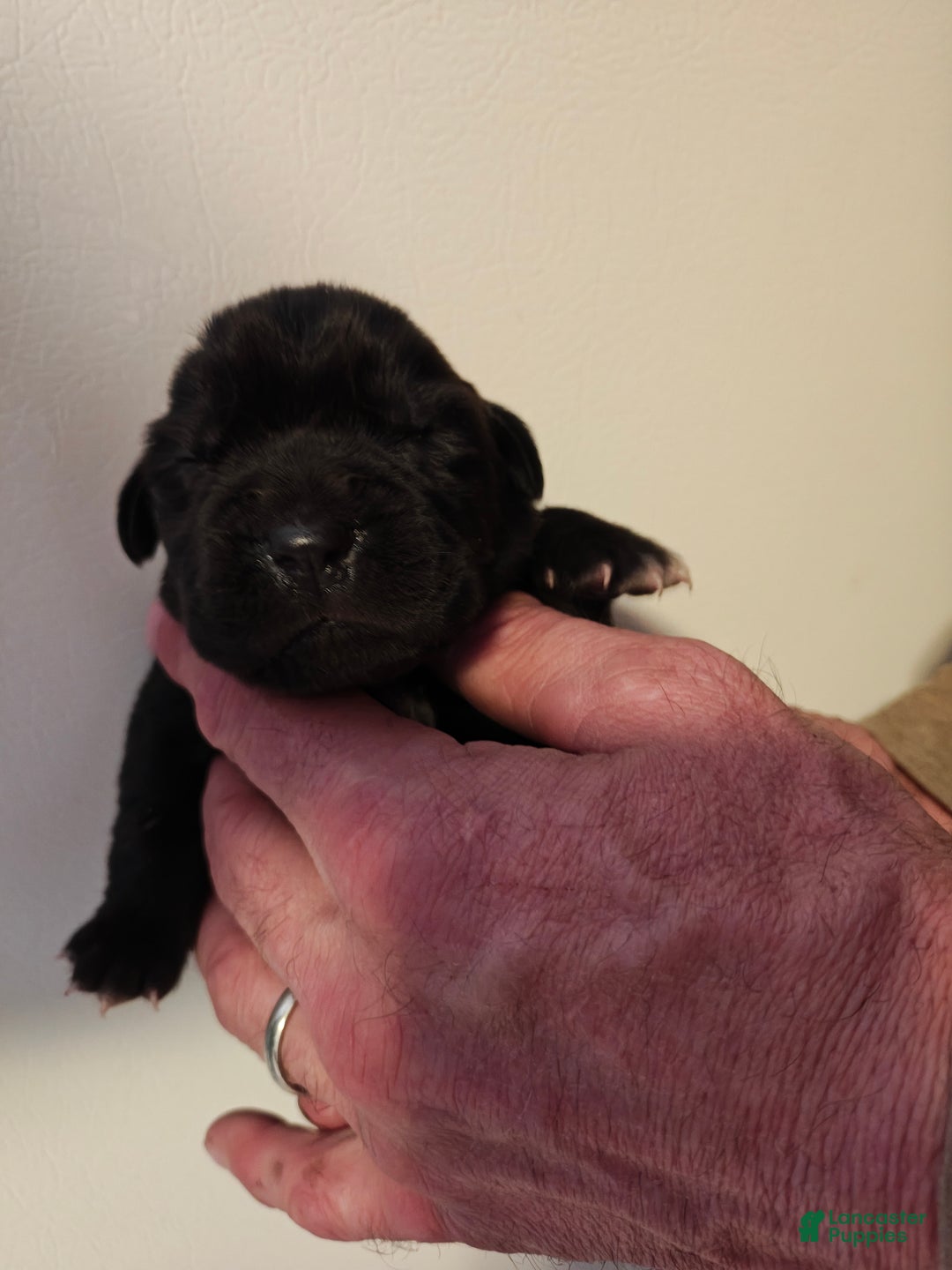 Cane Corso dogs for sale: Pluto - Male - Ad 1