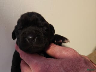 Cane Corso dogs Pluto - Male - Ad 6