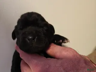 Cane Corso dogs Pluto - Male - Ad 28