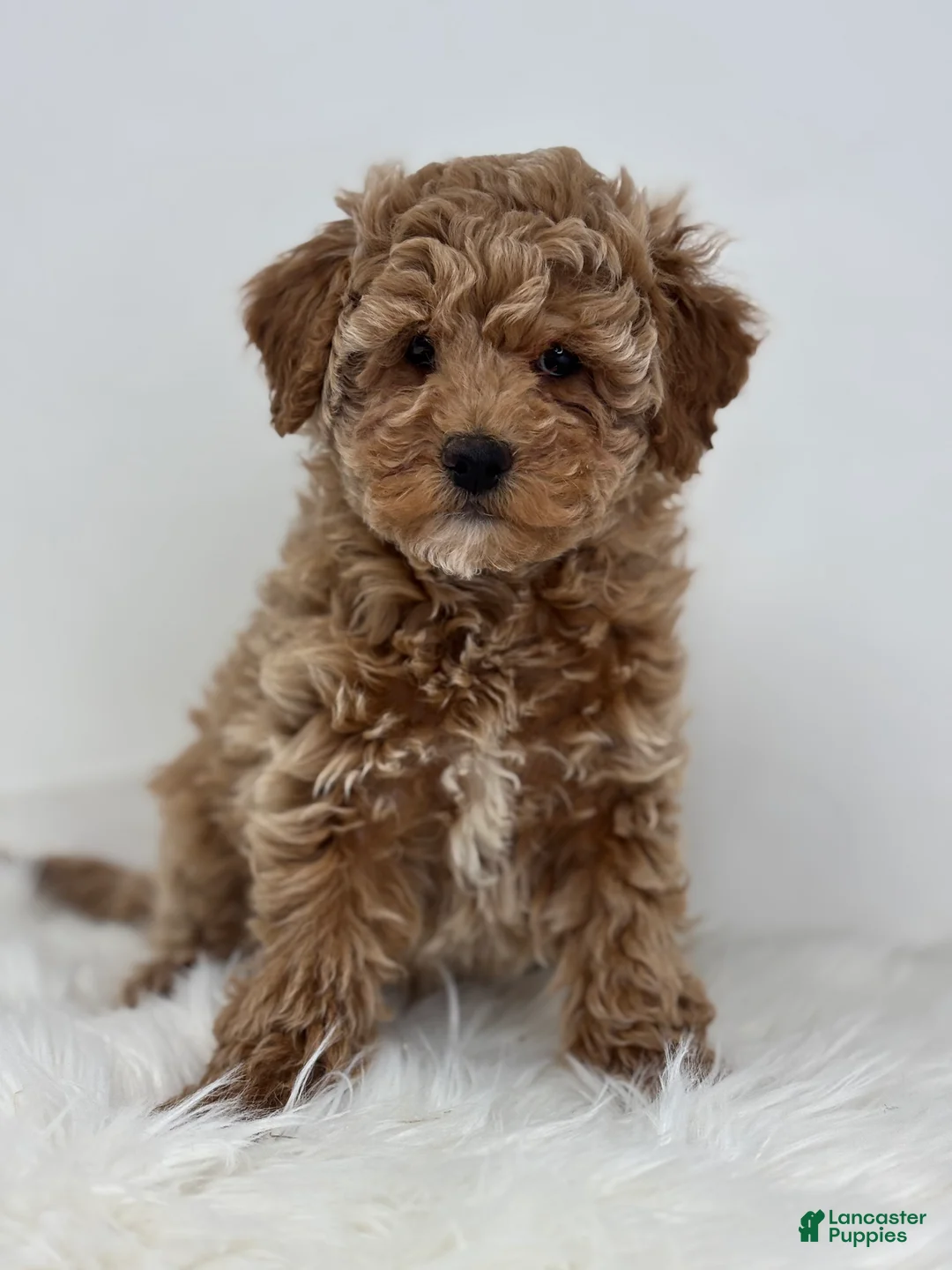 Miniature Poodle dogs for sale: Madison - Ad 3