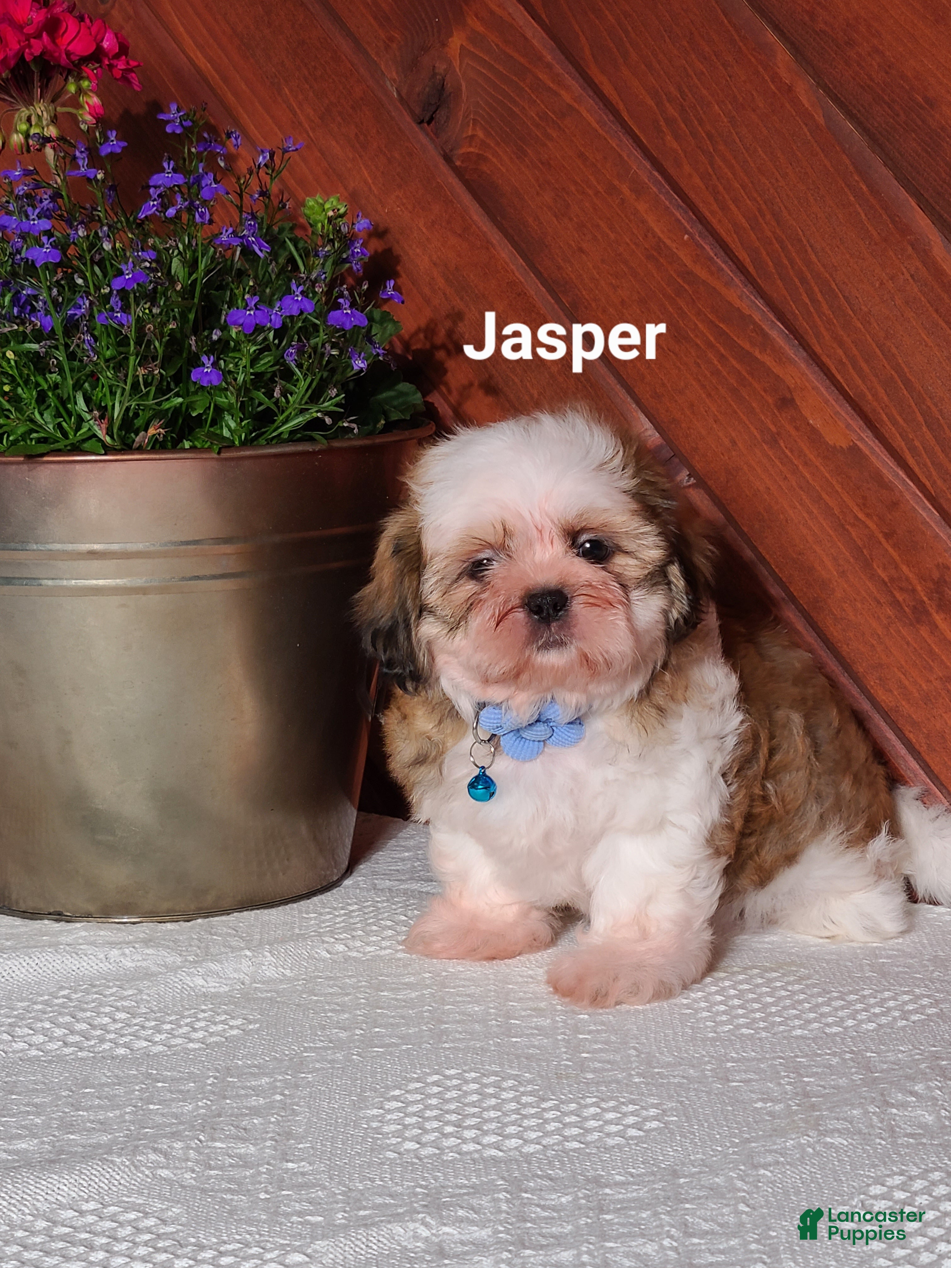 Shih Tzu dogs Jasper  - Ad 1