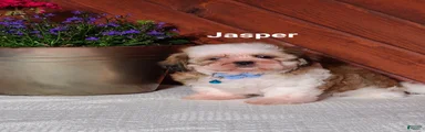 Jasper 