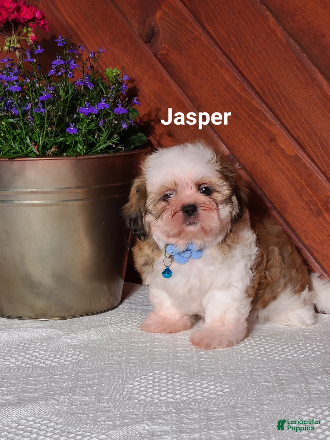 Shih Tzu dogs for sale: Jasper  - Ad 1