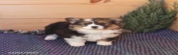 Welsh Corgi Pembroke dogs for sale: Honi  - Ad 2