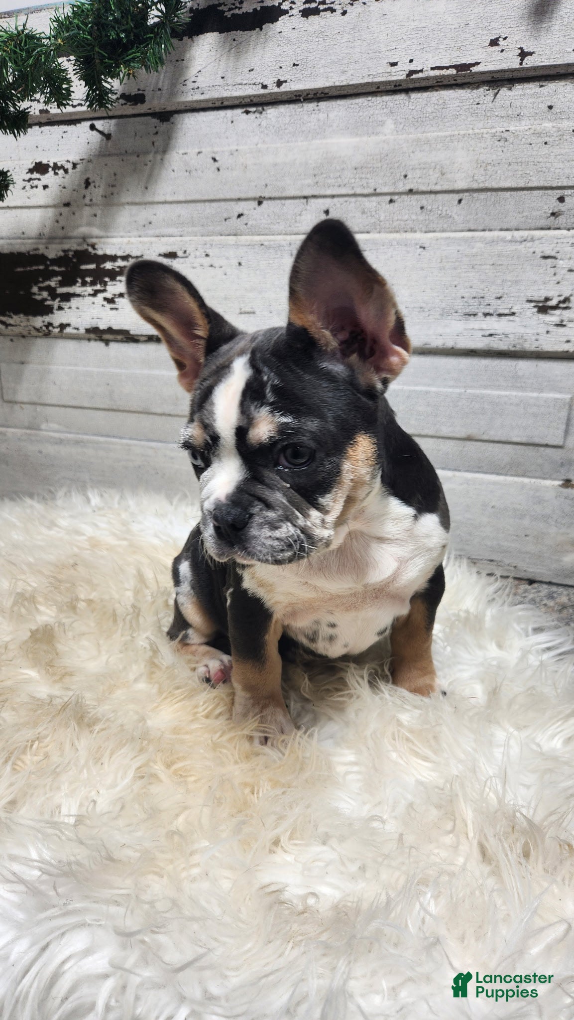 French Bulldog dogs Luna - Ad 2