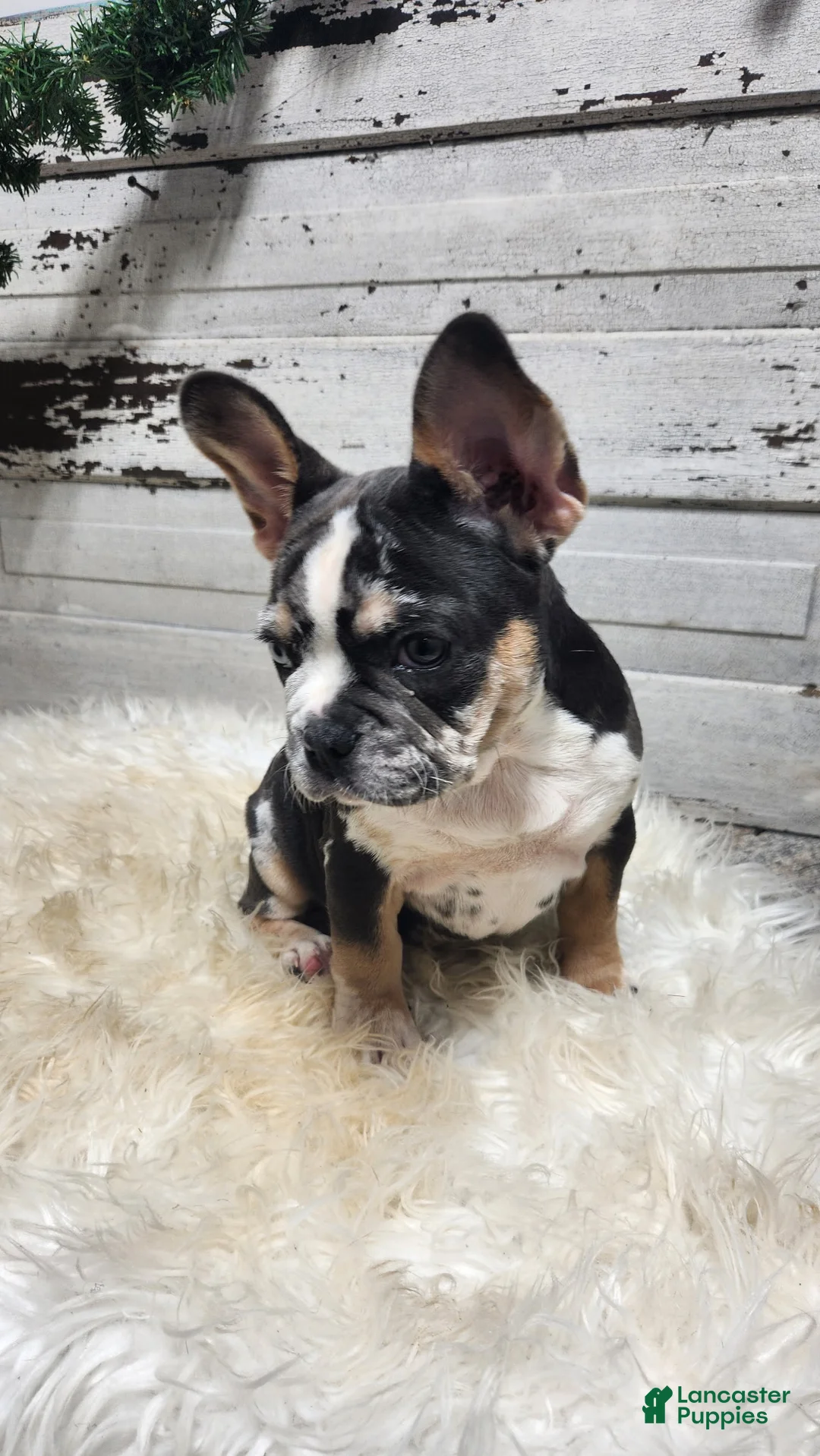 French Bulldog dogs for sale: Luna - Ad 2