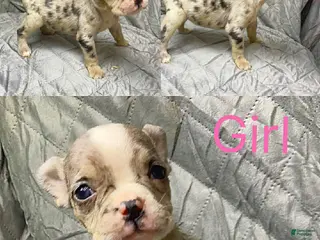 American Bully dogs American Bully Puppy 2 - Ad 27