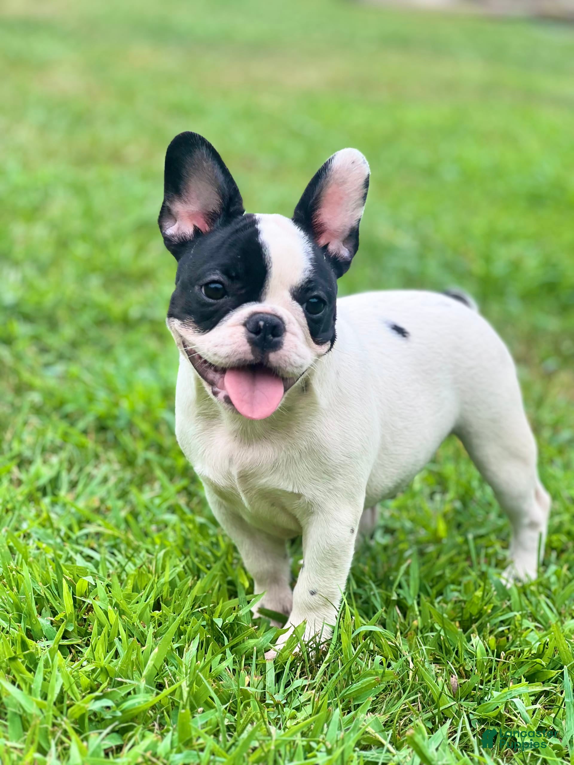 Black Pied French Black And White French Bulldog Puppy Black Pied