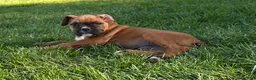 Boxer dogs for sale: Giana - Ad 5