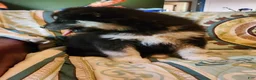 Alaskan Malamute dogs for sale: Alaskan Malamute Puppy 1 - Ad 4