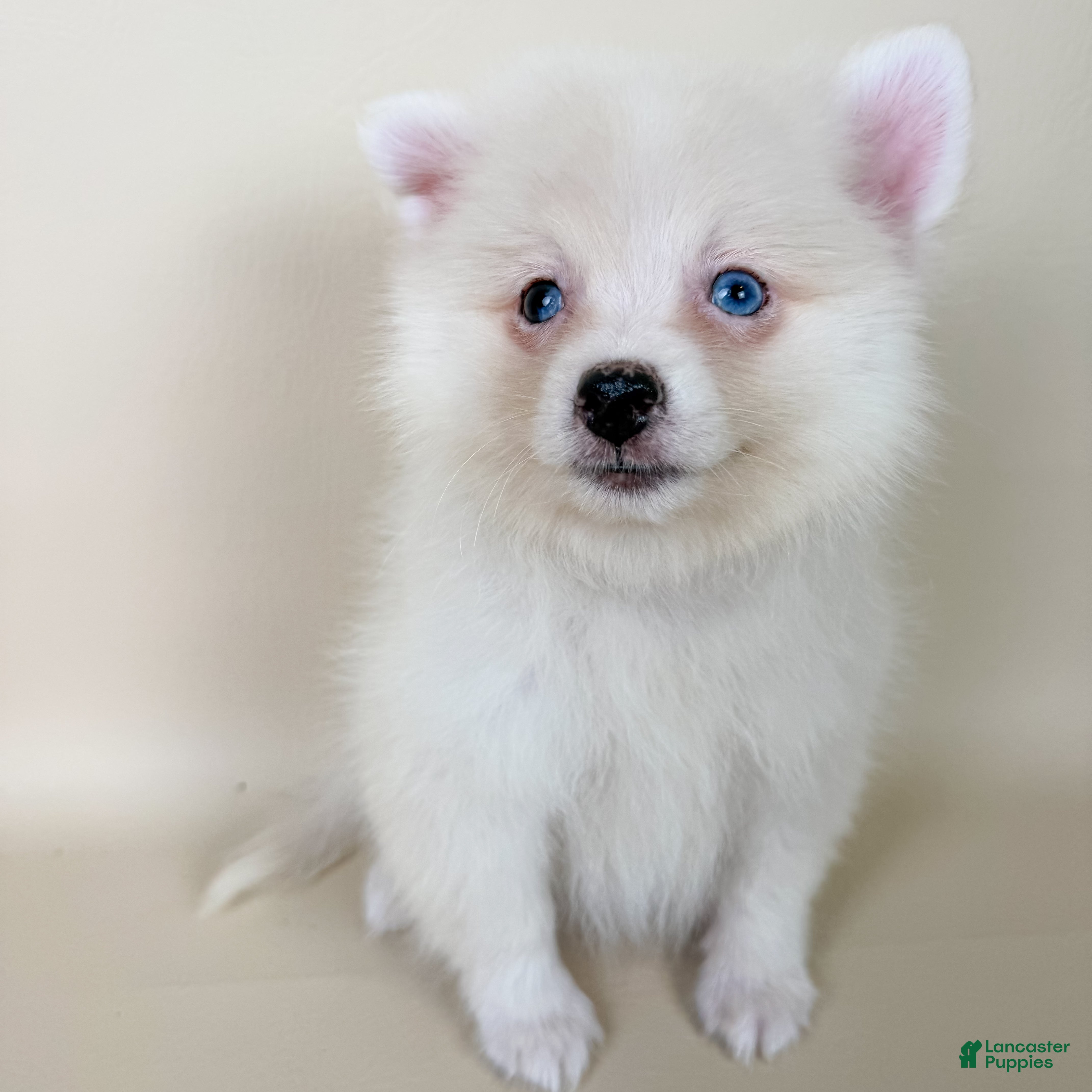 Pomeranian dogs Aspen - Ad 1