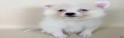 Pomeranian dogs for sale: Aspen - Ad 1