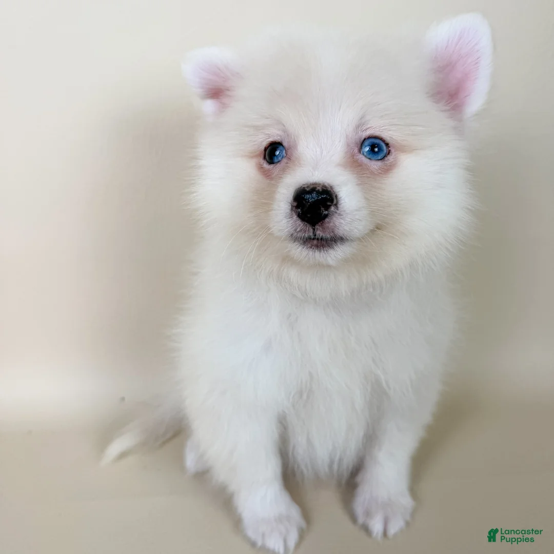 Pomeranian dogs for sale: Aspen - Ad 1