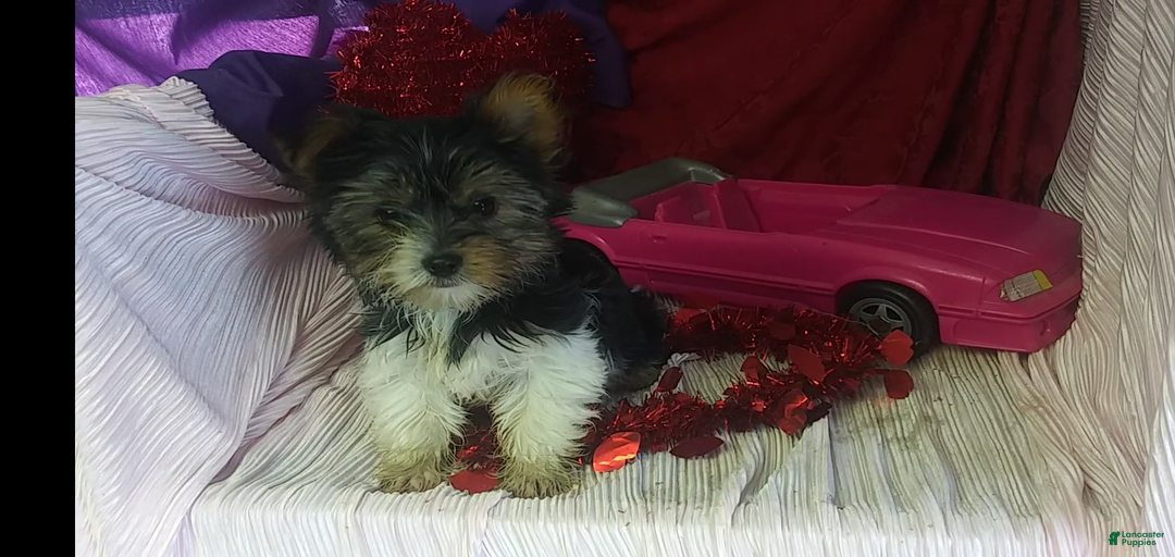 Gallery Image {{count}}