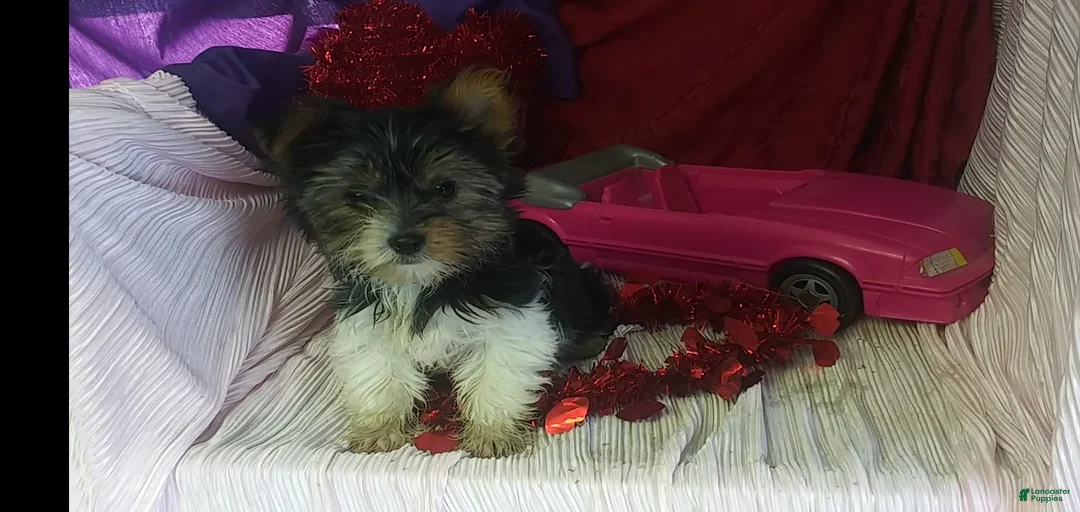 Gallery Image {{count}}