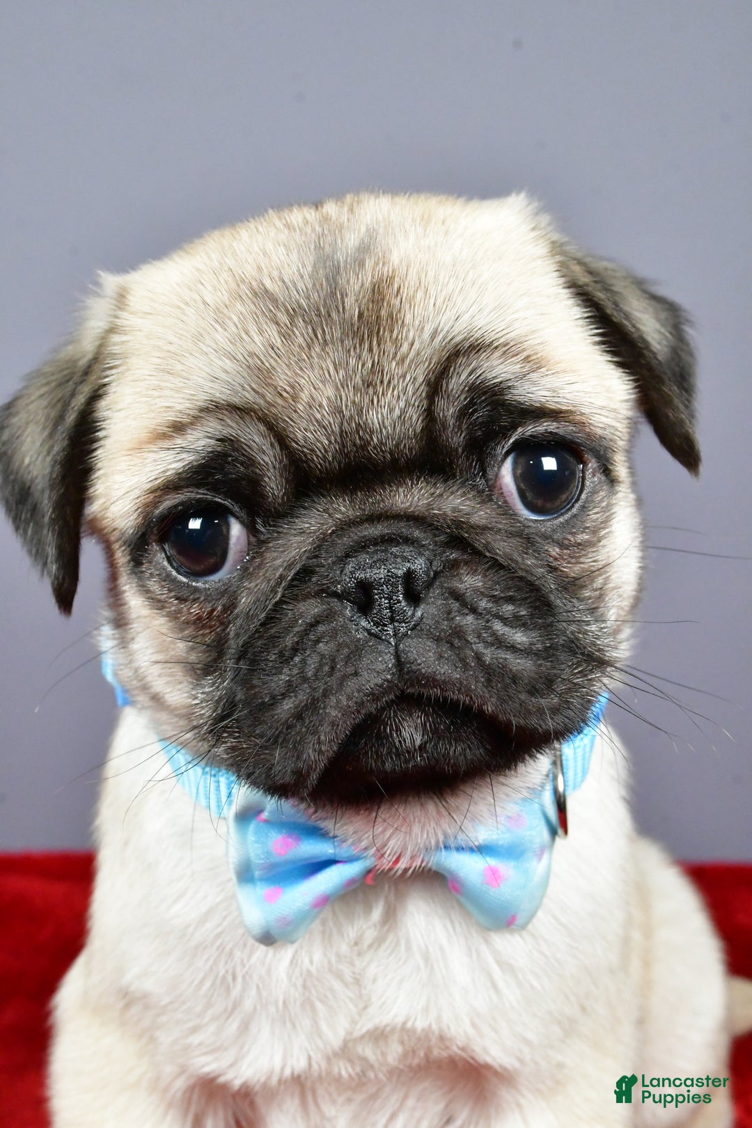 Pug dogs for sale: Toby - Ad 9