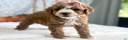 Mini Goldendoodle dogs for sale: Raichel - Ad 3