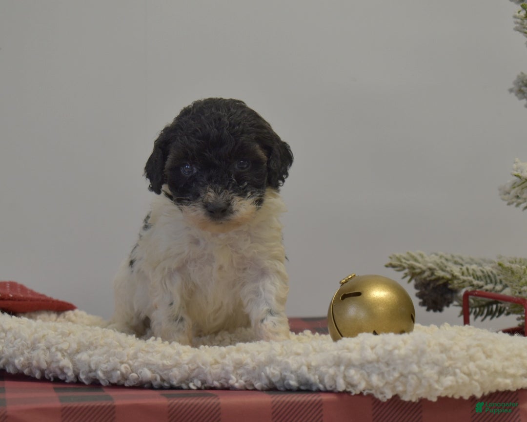 Miniature Poodle dogs for sale: Mylah - Ad 6