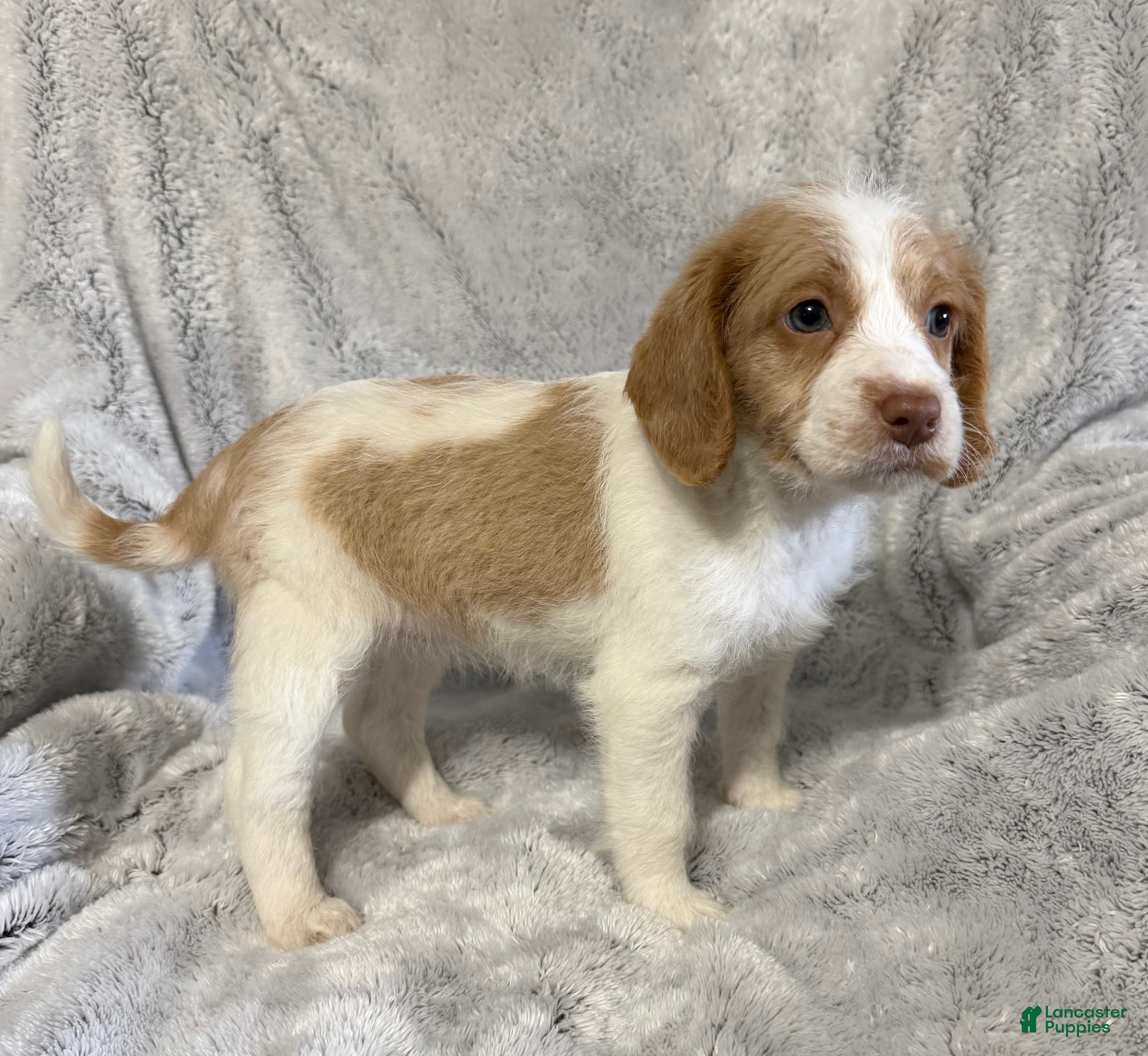 Mixed Breed dogs Riley - Ad 2