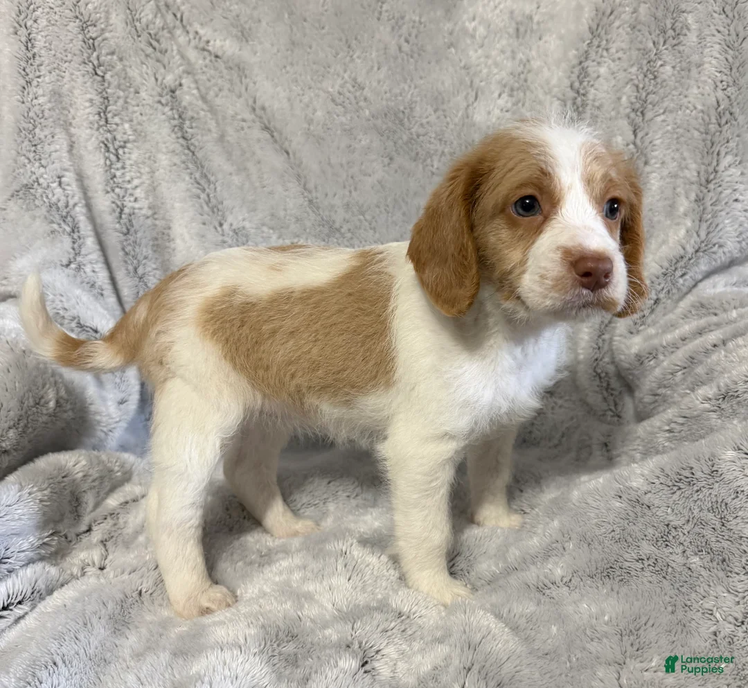 Mixed Breed dogs for sale: Riley - Ad 2