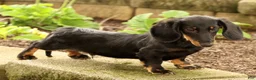 Miniature Dachshund dogs for sale: Bouncer - Ad 8