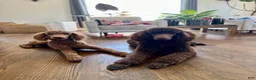 Standard Poodle dogs for sale: Standard Poodle 2 - Ad 2