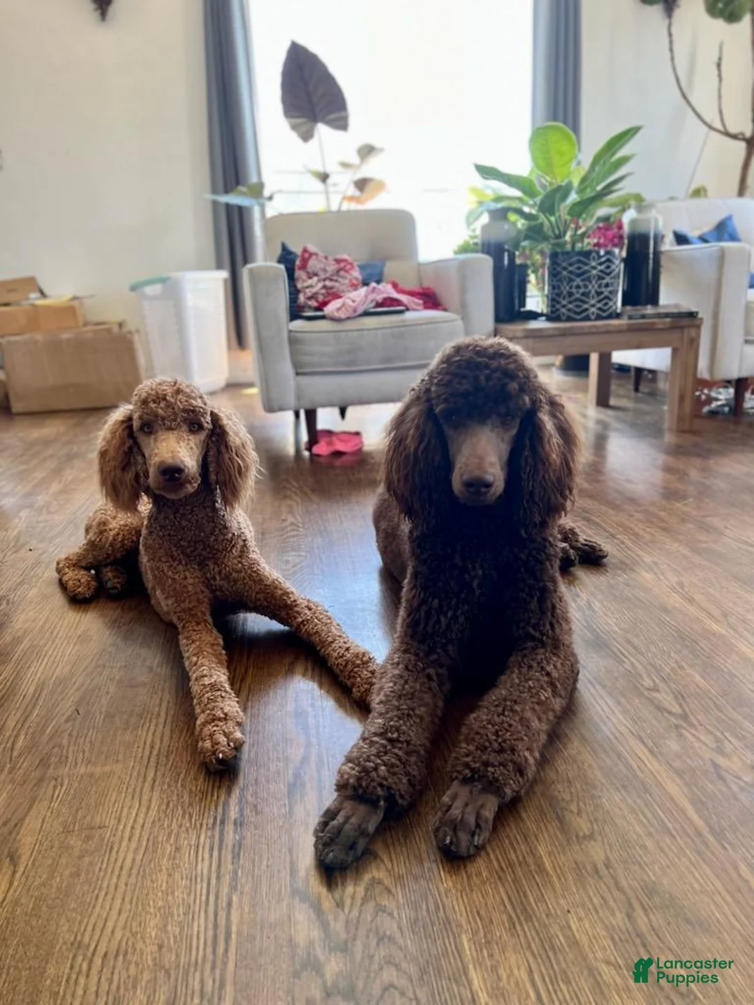 Standard Poodle dogs for sale: Standard Poodle 2 - Ad 2