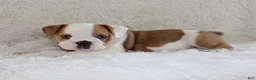 English Bulldog dogs for sale: Henry - Ad 5