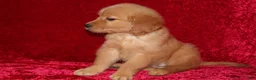 Golden Retriever dogs for sale: Summer AKC OFA  - Ad 4