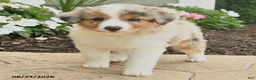 Miniature Australian Shepherd dogs for sale: Paul - Ad 3