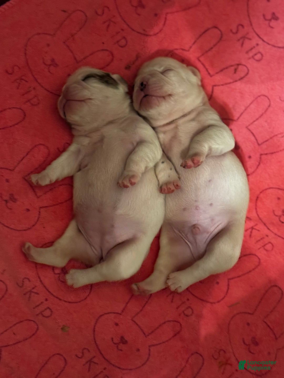 French Bulldog dogs for sale: French Bulldog Puppy 1 “Seamus” - Ad 10