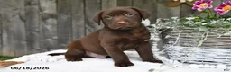 Labrador Retriever dogs for sale: Robbie - Ad 1