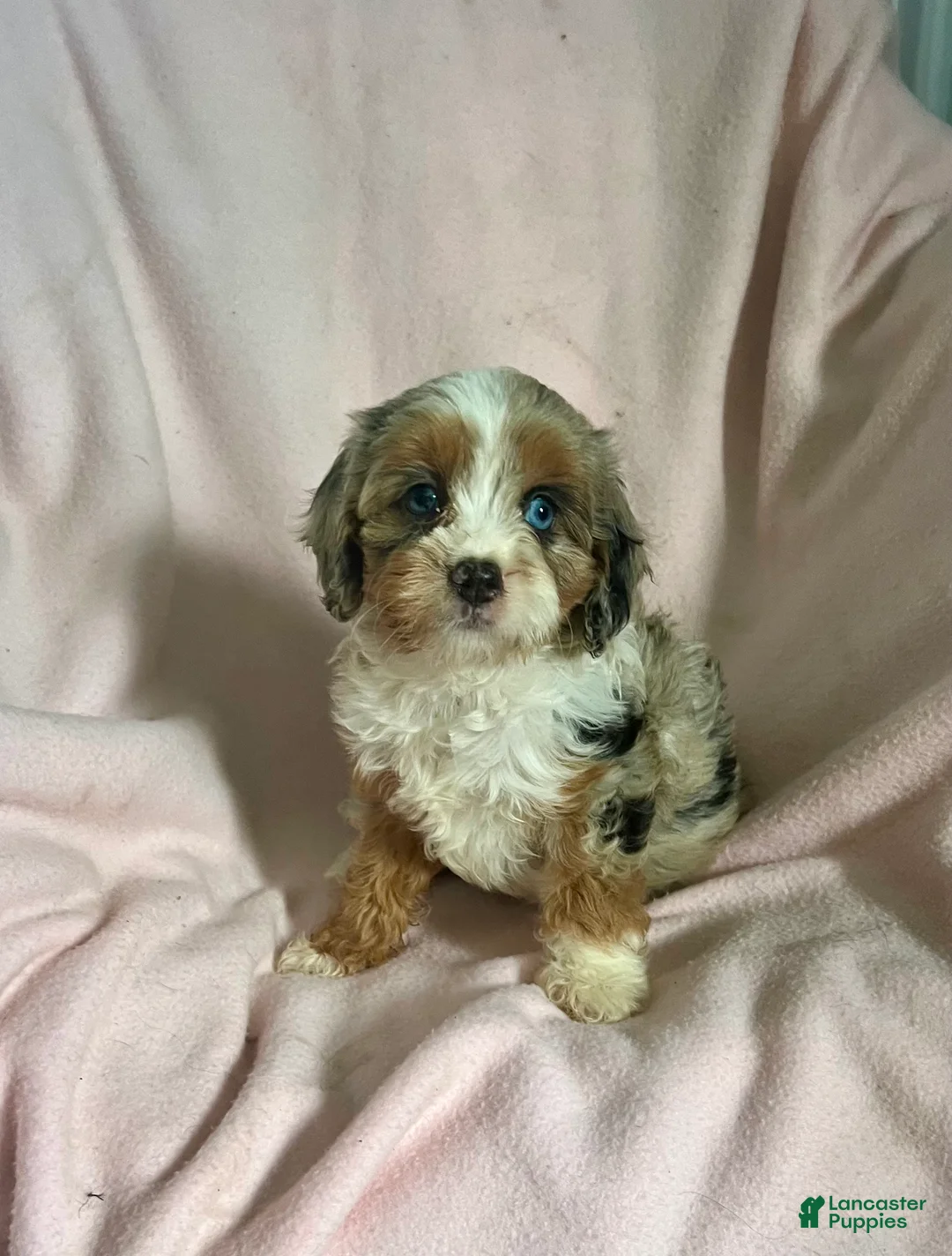 Cavapoo dogs for sale: Debbie May-Girl-Cavapoo  - Ad 8