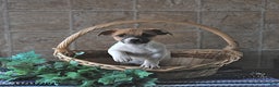 Jack Russell Terrier dogs for sale: Aurora - Ad 5