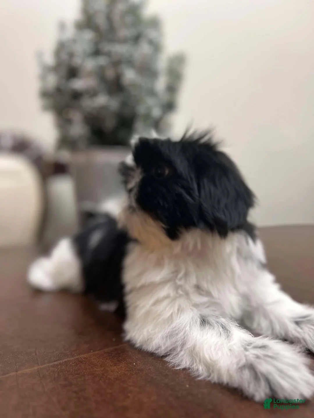 Shih Tzu dogs for sale: May - Ad 2
