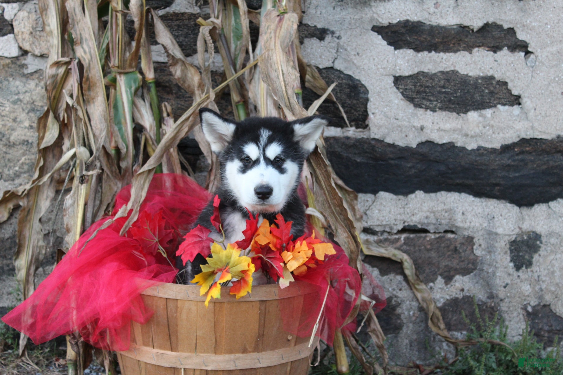 Alaskan Malamute dogs Denali - Ad 1