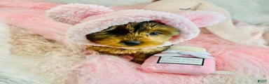 Yorkshire Terrier Puppy 1