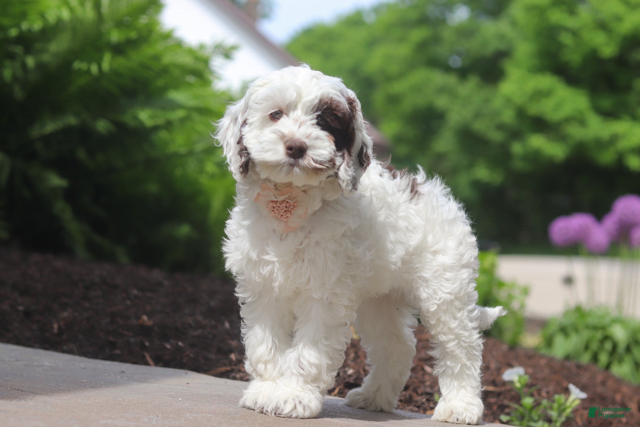 Cockapoo dogs Natalie - Ad 2