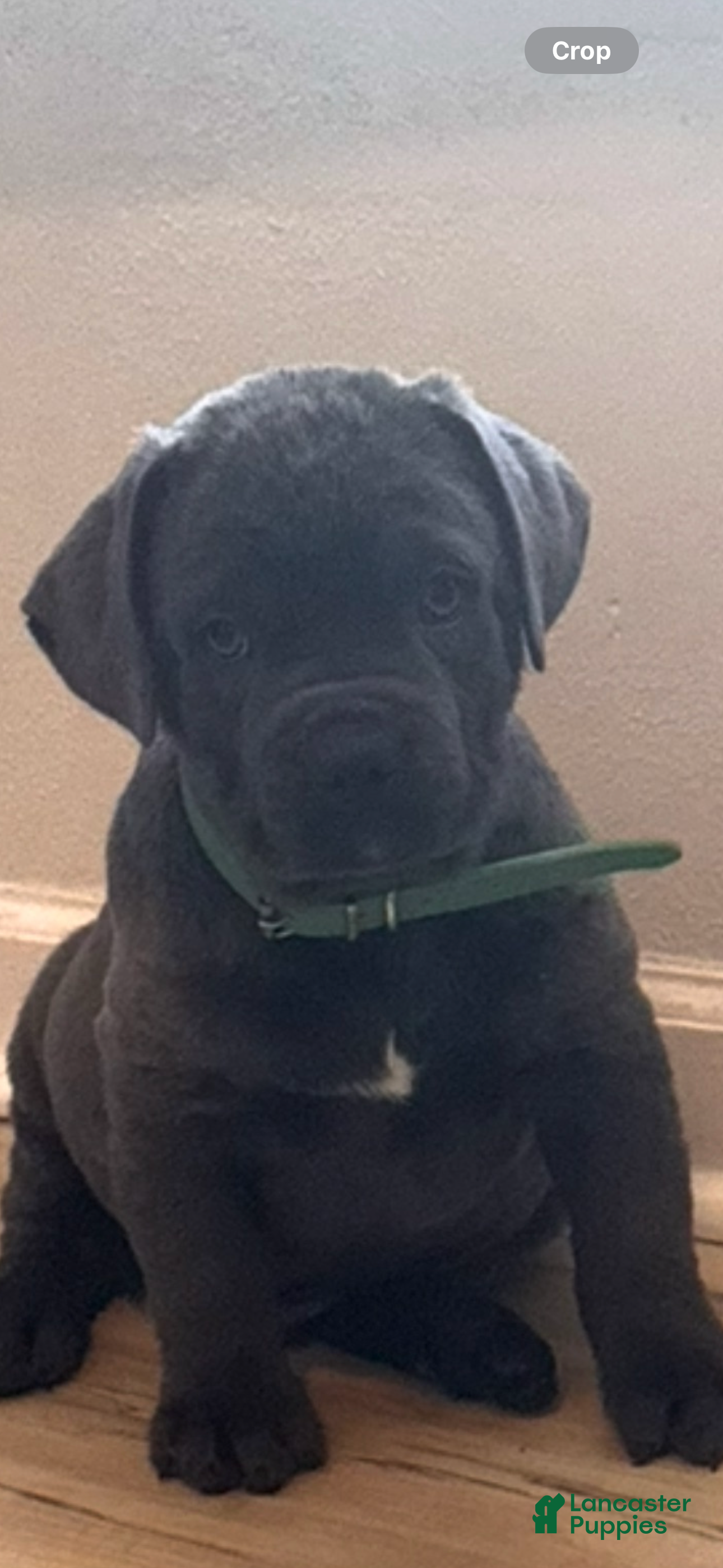 Cane Corso dogs Toki - Ad 10