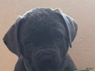 Cane Corso dogs Toki - Ad 3