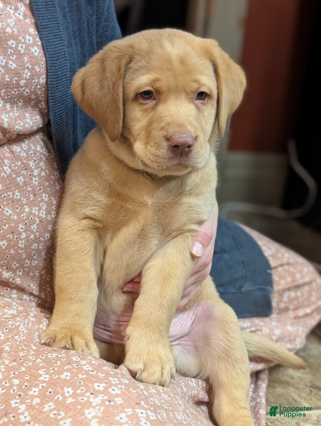 Labrador Retriever dogs Muffy - Ad 27