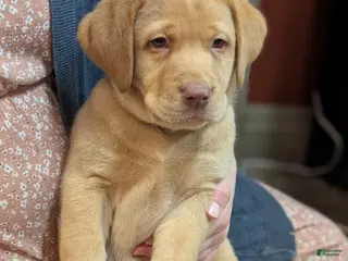 Labrador Retriever dogs Muffy - Ad 27