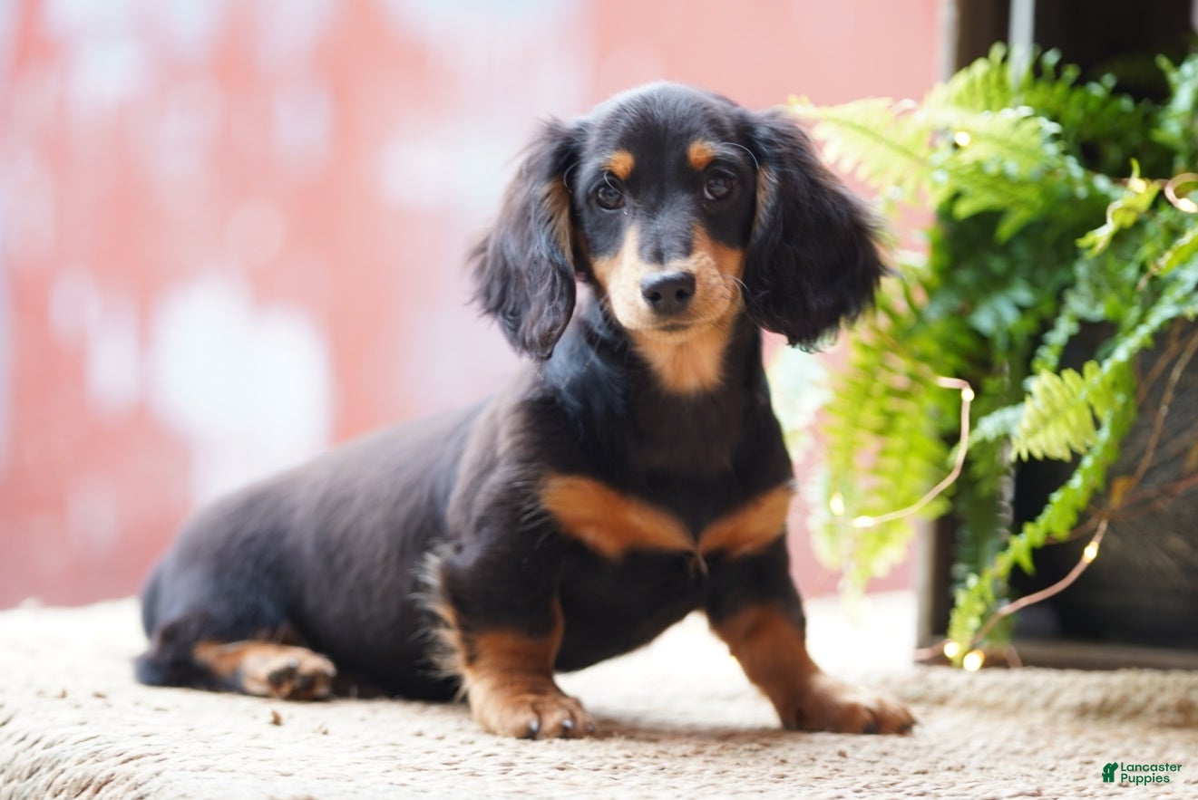 Dachshund dogs William  - Ad 1