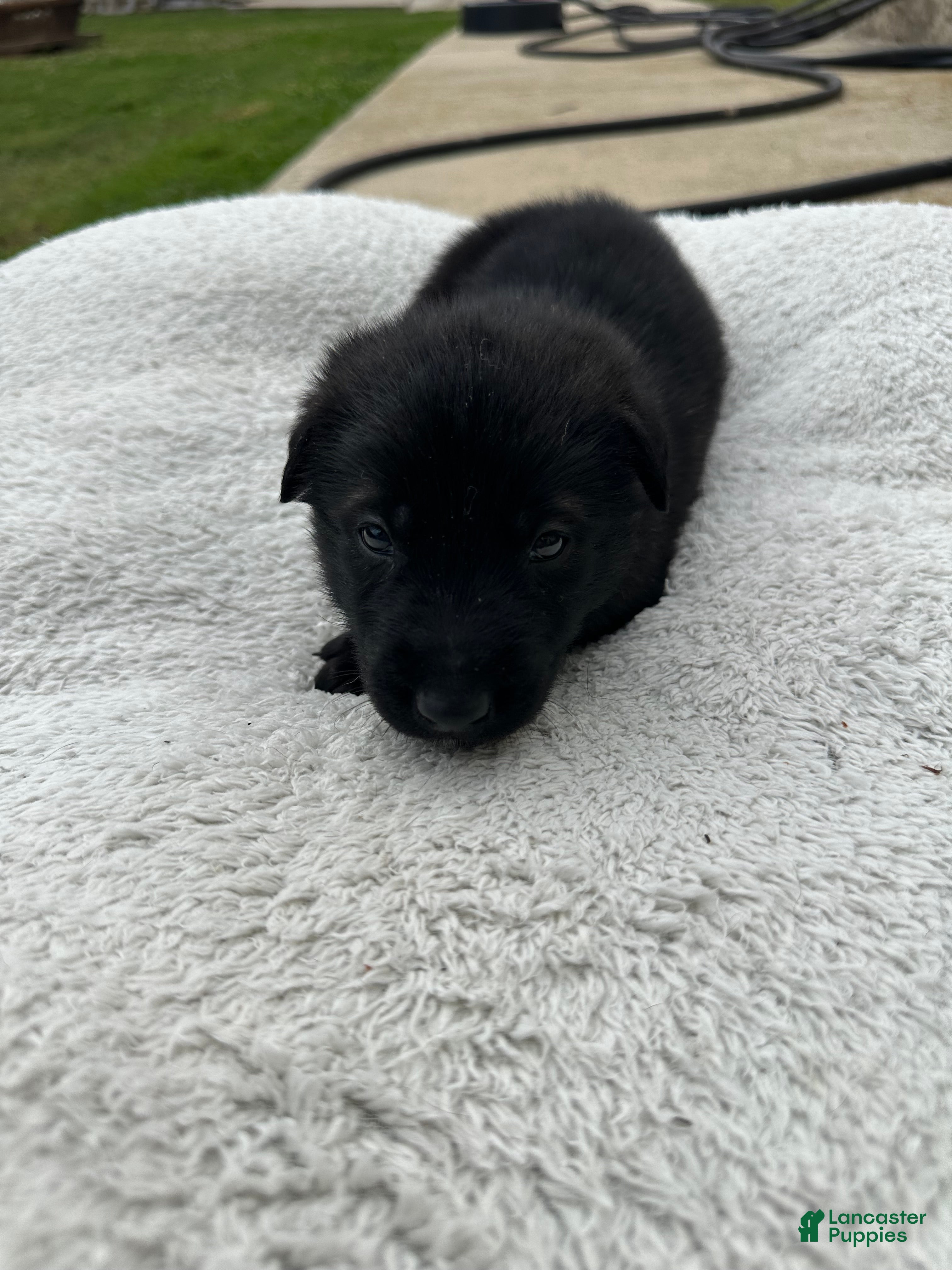 Dutch Shepherd dogs black girl  - Ad 1