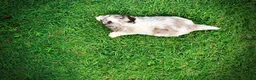 Havapoo dogs for sale: Simba - Ad 7
